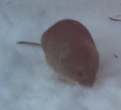 Clethrionomys gapperi