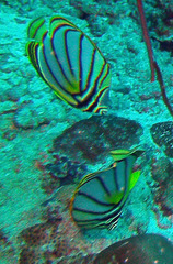Chaetodon meyeri