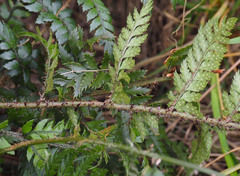 Polystichum neozelandicum zerophyllum × vestitum