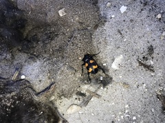 Nicrophorus carolina