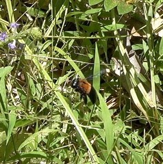 Xylocopa lateritia