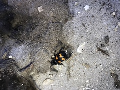 Nicrophorus carolina