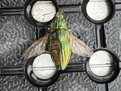 Chalcophorotaenia