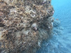 Lactophrys triqueter