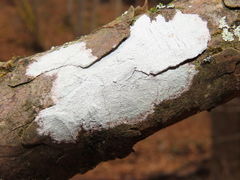 Phlyctis boliviensis