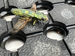Chalcophorotaenia