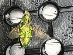 Chalcophorotaenia
