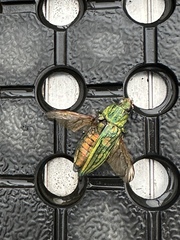 Chalcophorotaenia