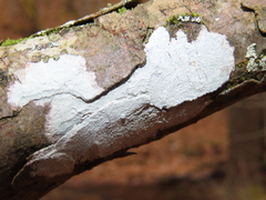 Phlyctis boliviensis