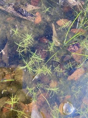 Callitriche heterophylla