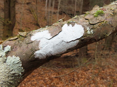 Phlyctis boliviensis