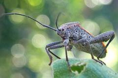 Physomerus grossipes