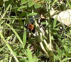 Xylocopa lateritia