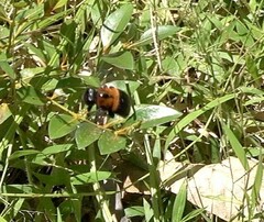 Xylocopa lateritia