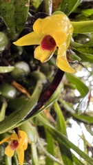 Maxillaria variabilis