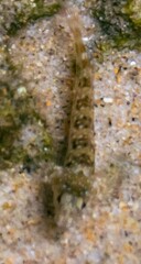 Coryphoblennius galerita