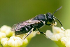 Hylaeus hyalinatus