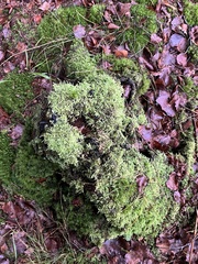 Hypnum jutlandicum