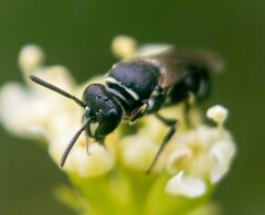 Hylaeus hyalinatus