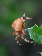 Araneus pallidus