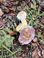 Hypomyces microspermus