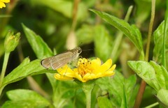 Panoquina ocola