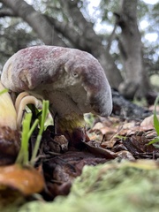Hypomyces microspermus