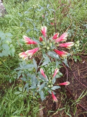 Alstroemeria psittacina