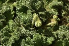 Blumenbachia prietea