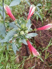 Alstroemeria psittacina