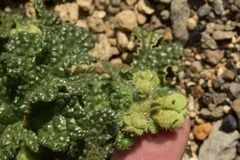 Blumenbachia prietea