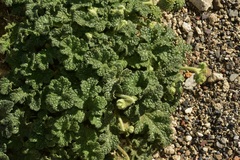 Blumenbachia prietea