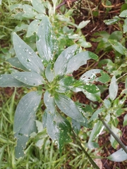 Alstroemeria psittacina