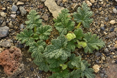 Blumenbachia prietea