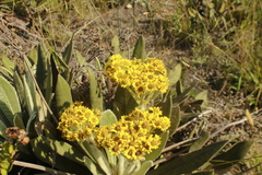 Espeletia ramosa