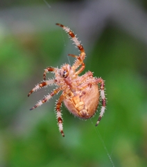 Araneus pallidus