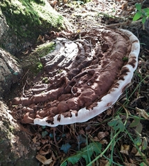 Ganoderma adspersum