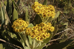 Espeletia ramosa