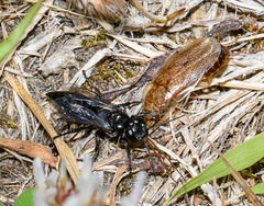 Tachysphex nigerrimus