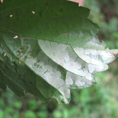 Phyllocnistis ampelopsiella