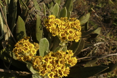 Espeletia ramosa