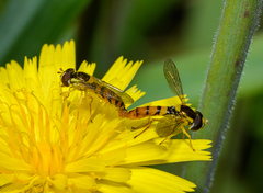 Sphaerophoria macrogaster