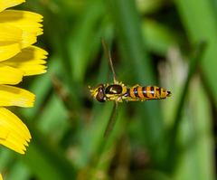 Sphaerophoria macrogaster