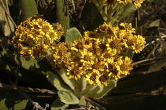 Espeletia ramosa