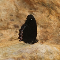 Gyrocheilus patrobas