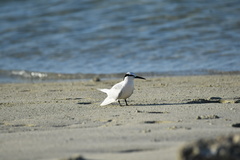 Sterna sumatrana