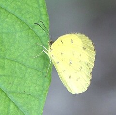 Eurema hecabe