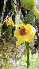 Maxillaria variabilis