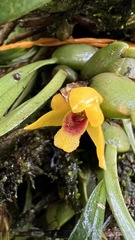 Maxillaria variabilis