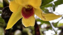 Maxillaria variabilis